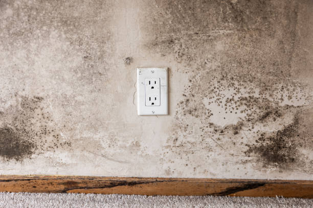 Best Mold Remediation for Healthcare Facilities  in Lakes East, CT